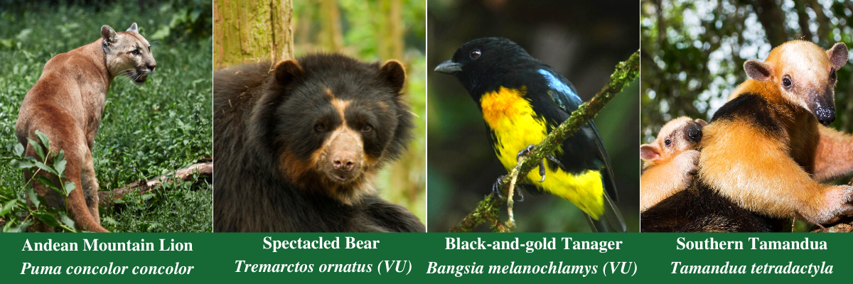 ProAves Las Tangaras Reserve, Species wildlife, Andean Mountain Lion, Black-and-gold Tanager, wildlife protection