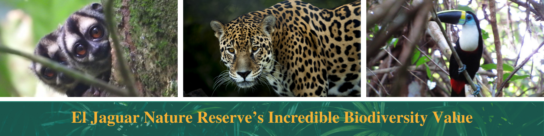 Amazon Rainforest Research Station