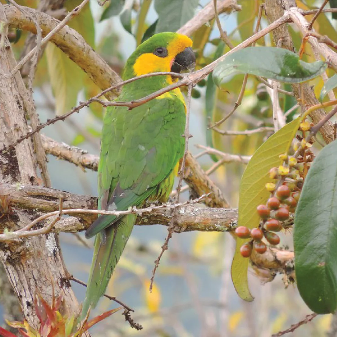 yellow-eared parrot