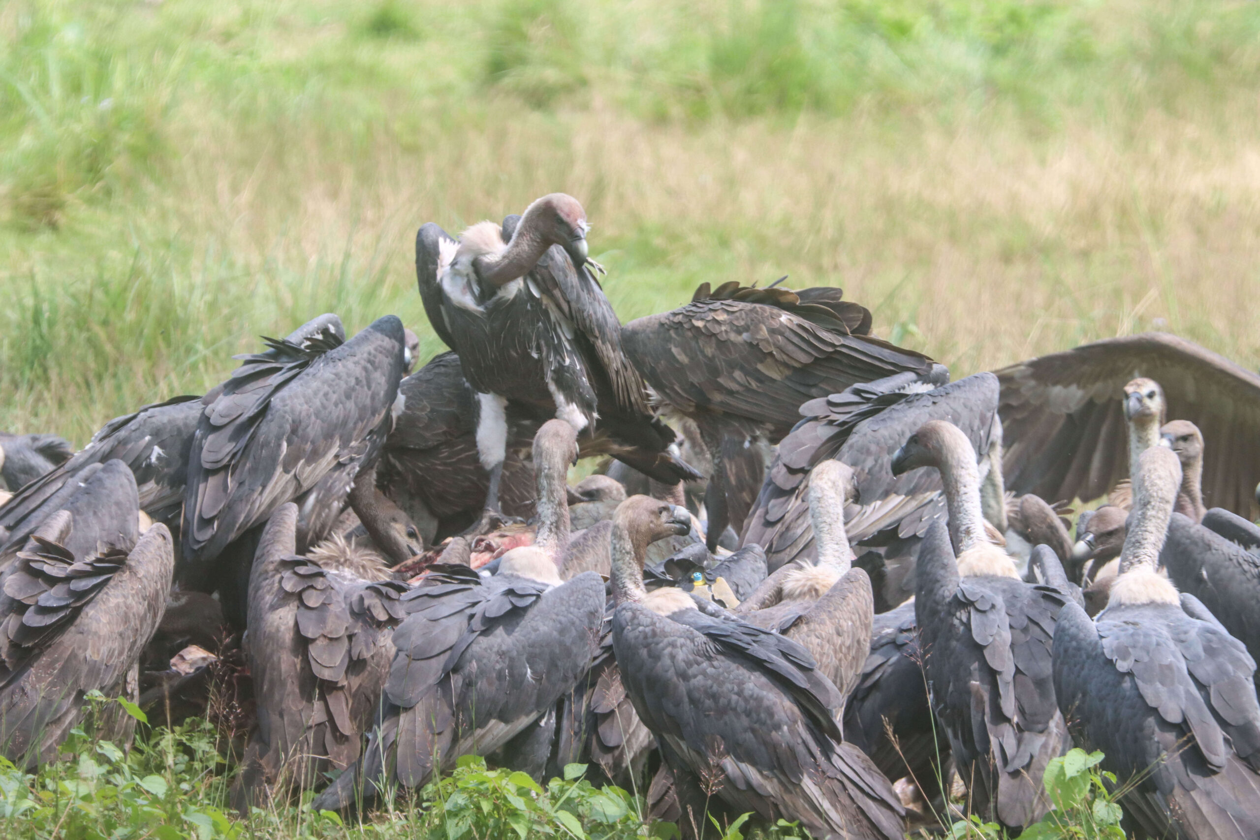 International Vulture Awareness Day