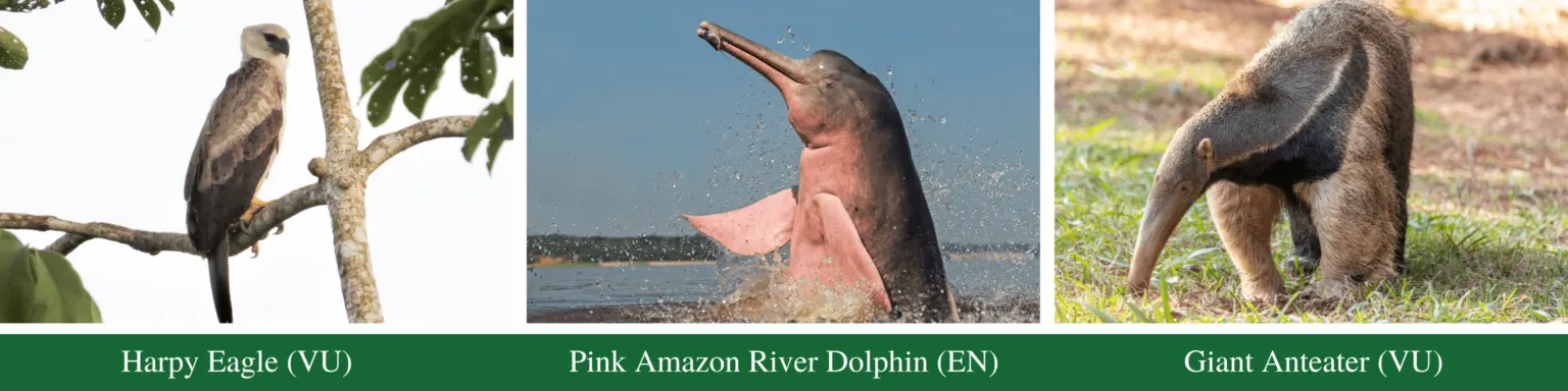 Amazon Rainforest Women's Research Station