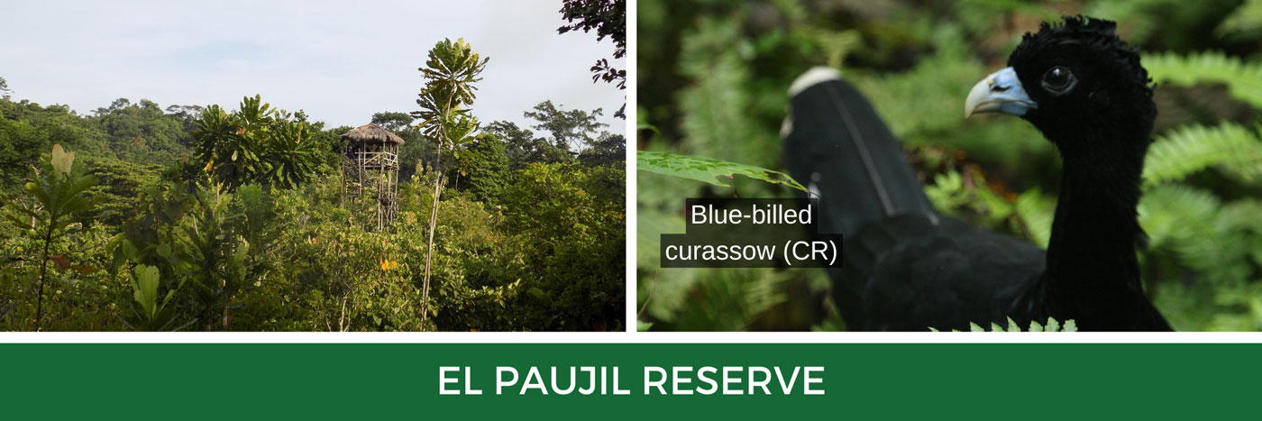 Blue-billed Curassow