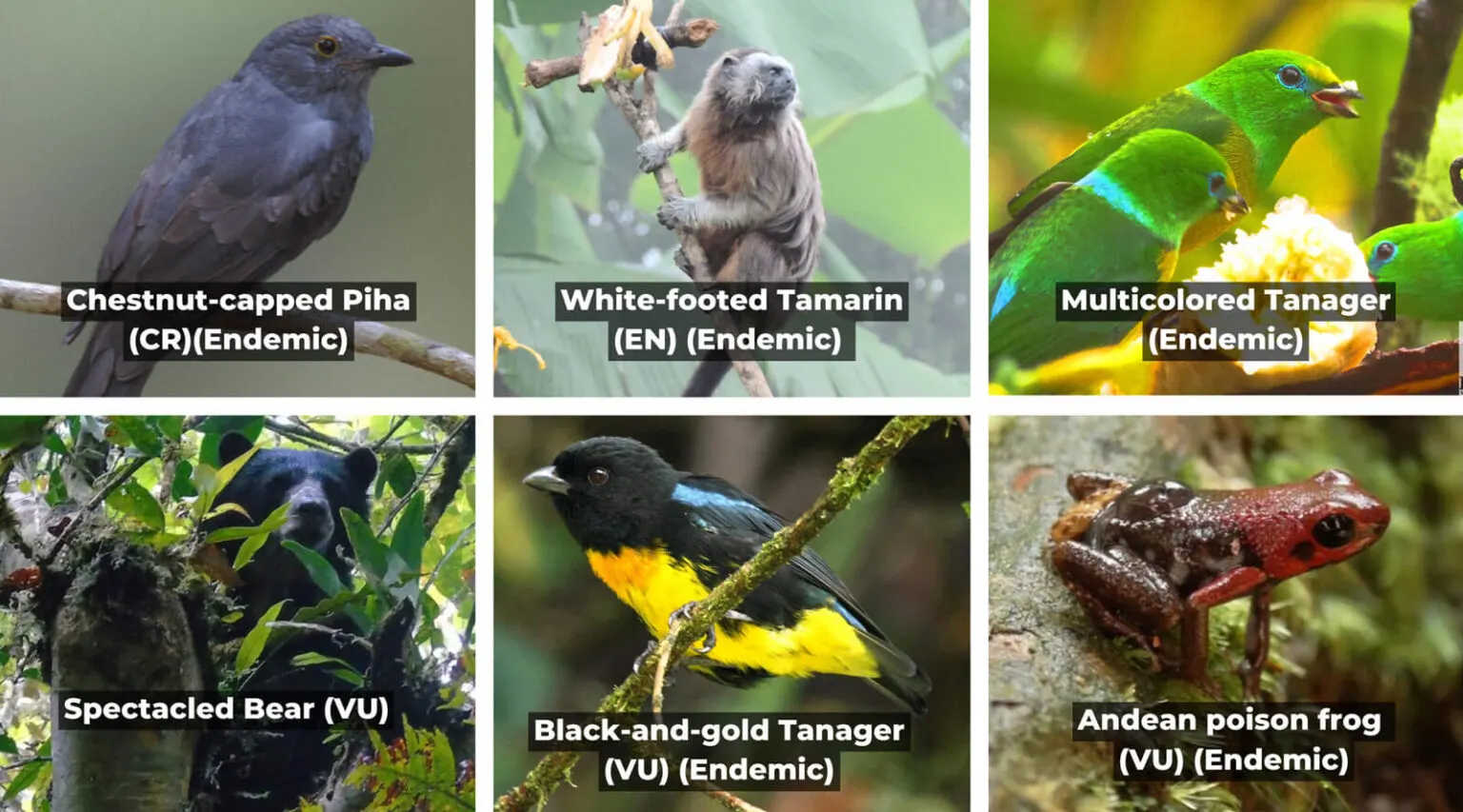 Restoring a Wetland for Endangered Wildlife