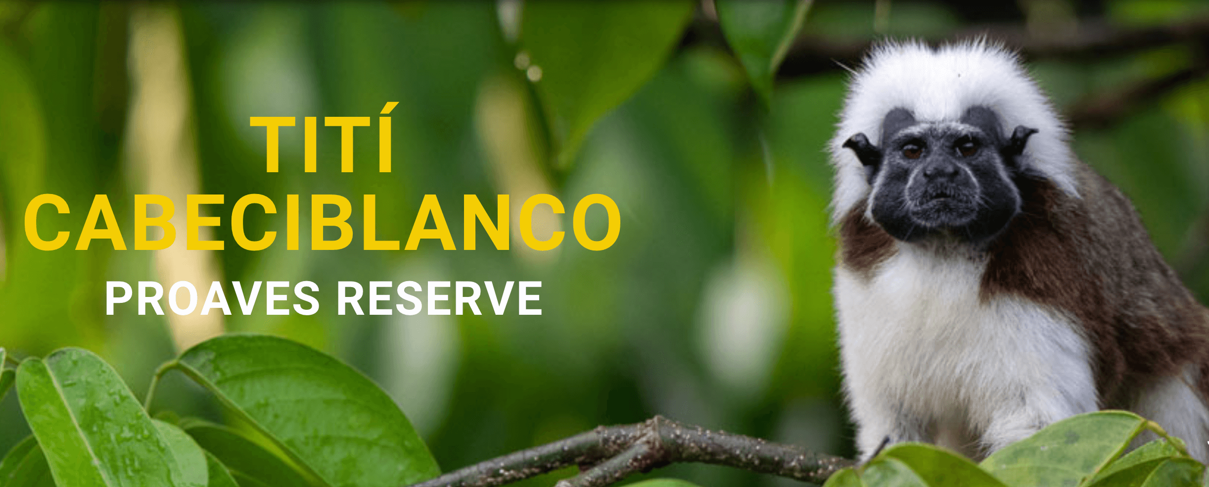Cotton-Top Tamarin