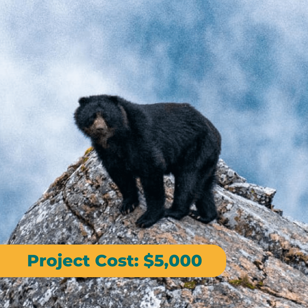 Spectacled Bears in Bolivia